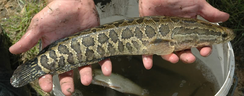 Subadult in the field, Jihongtan, Shandong province, China.