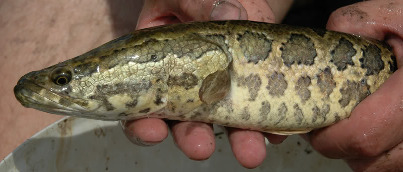Detail of head and anterior portion of body.