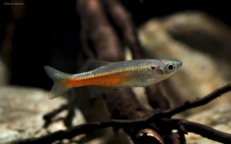 D. sonhdii can be distinguished from similar-looking species by the dark cleithral spot behind the gill opening.