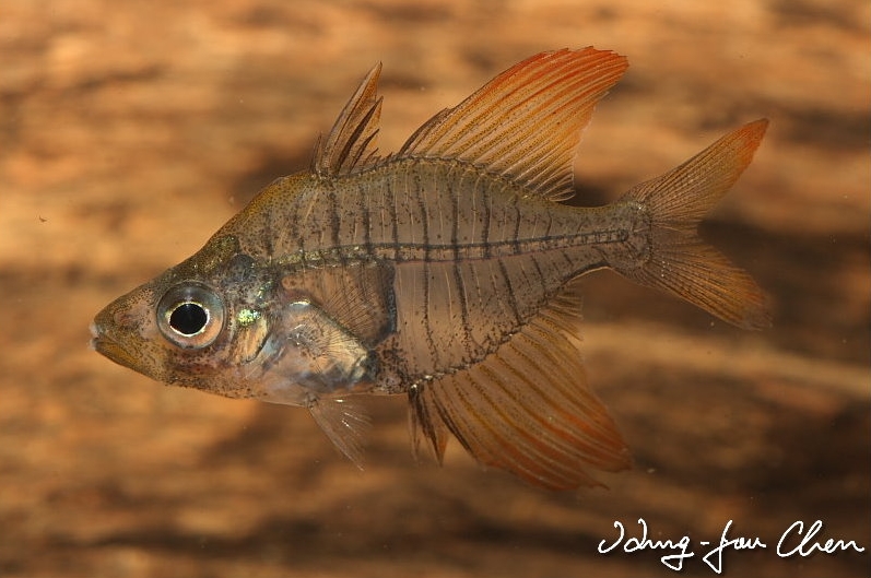Another male; this specimen has some minor damage to the mouth.