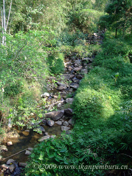 At this locality in southern China 'P.' semifasciolatus was collected with Macropodus and Liniparhomaloptera sp.