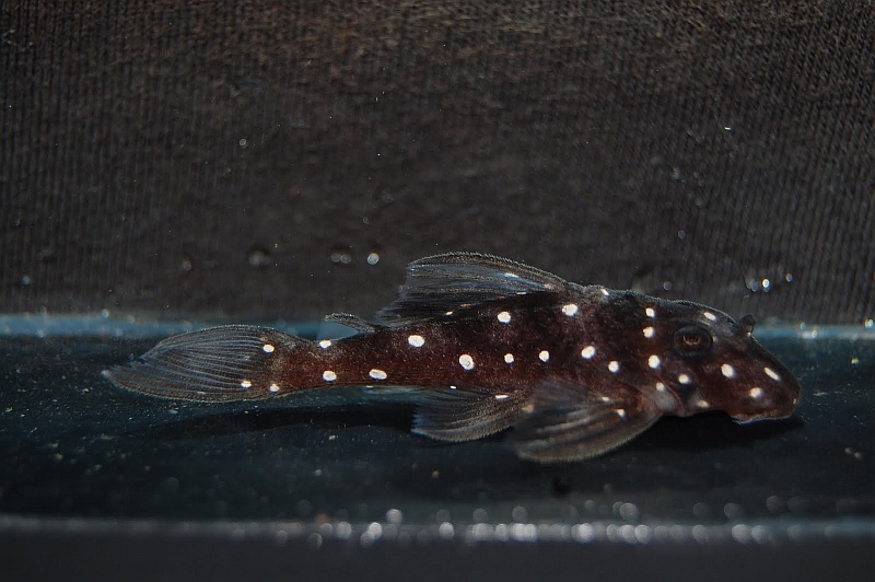 Subadult from the U.K. aquarium trade.