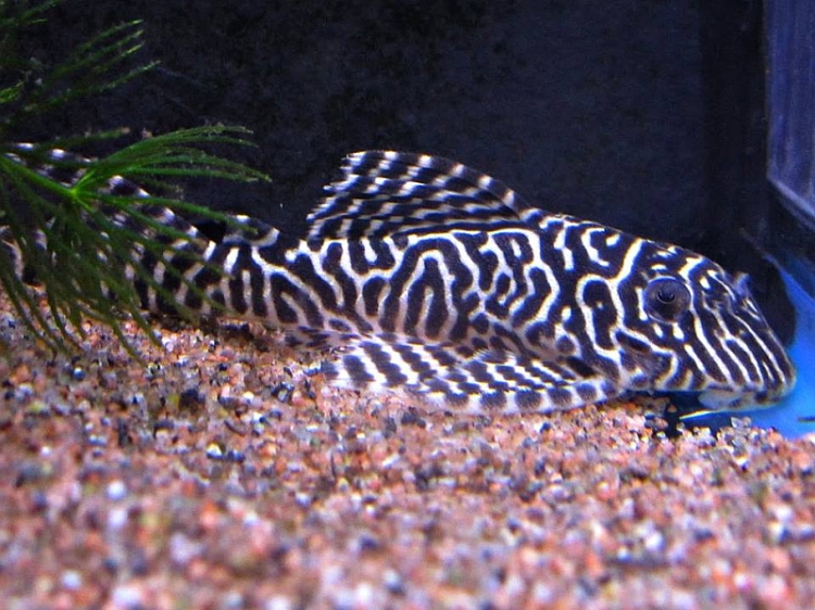 Adult female.