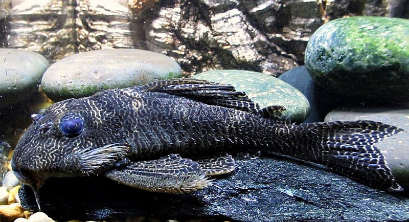 Old adult male with slightly faded colour pattern.