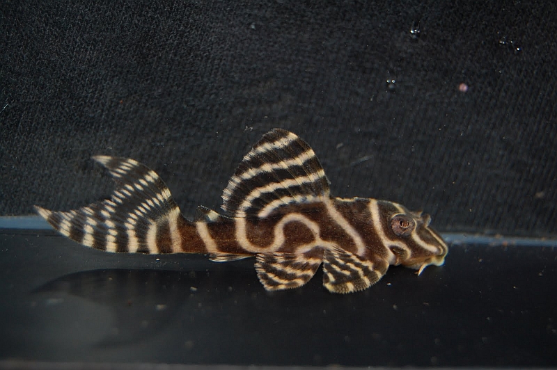 Subadult male individual from the UK aquarium trade.