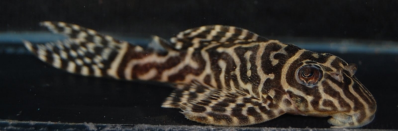 Adult male.