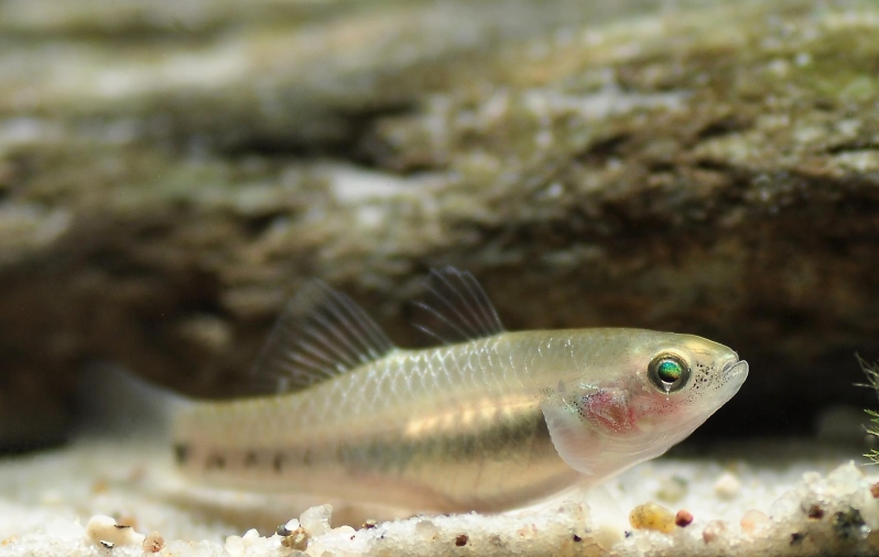 Non-nuptial female.
