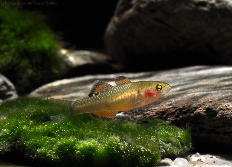 Subadult male.