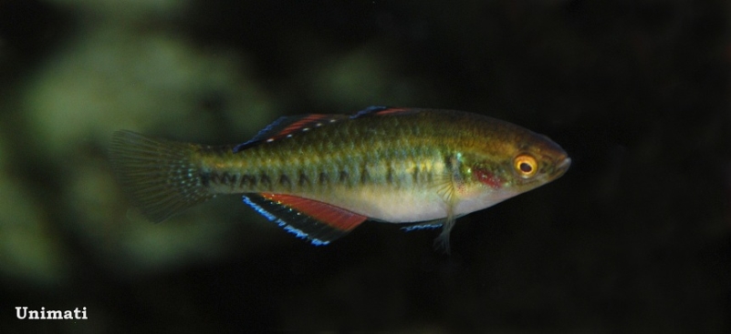 Nuptial adult female.