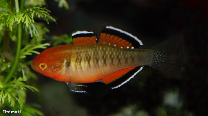 Nuptial adult male specimen.