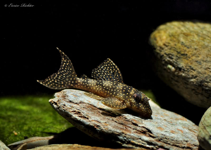 Specimen from the rio Demini, Brazil.