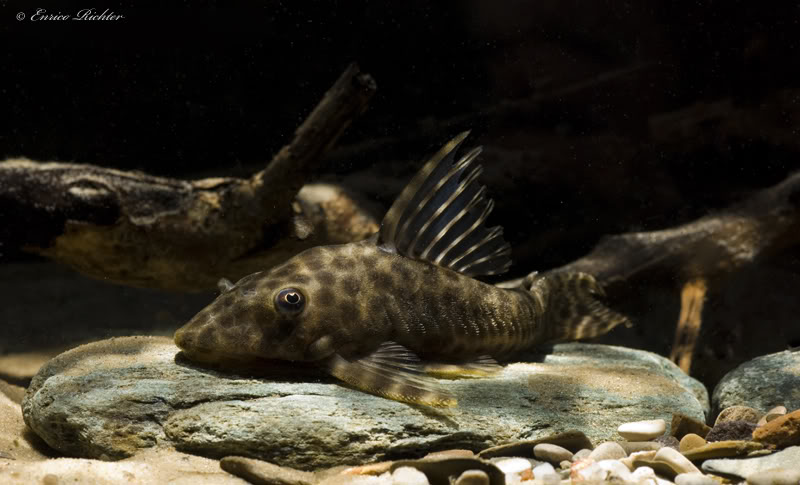 This species is sometimes traded under the generic names Hemiancistrus, Sophiancistrus or Peckoltichthys.