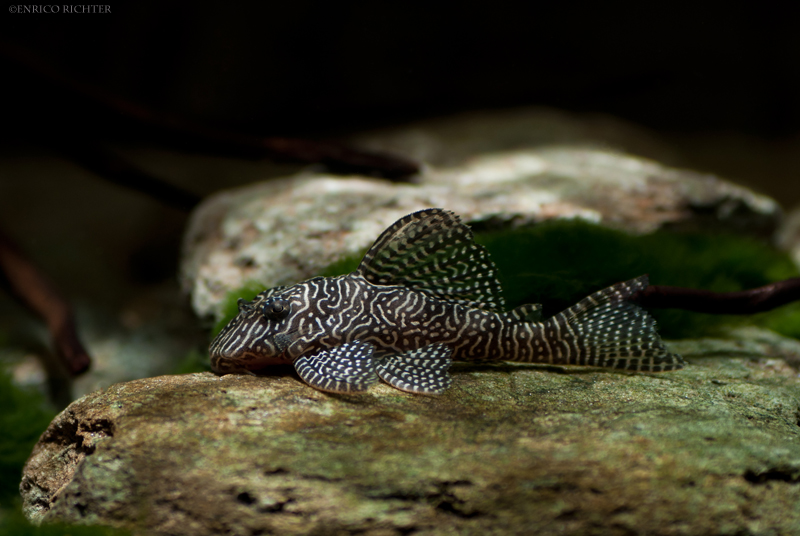 Although still relatively easy to come by in the aquarium trade this species is under genuine threat of extinction in the next few years.