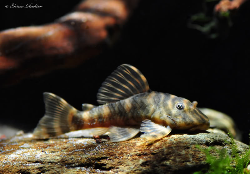 Young adult male specimen.