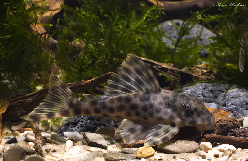 Specimen from the German aquarium trade.