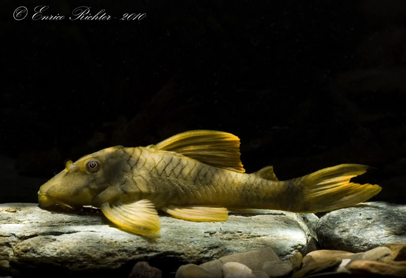 Subadult specimen from the German aquarium trade.