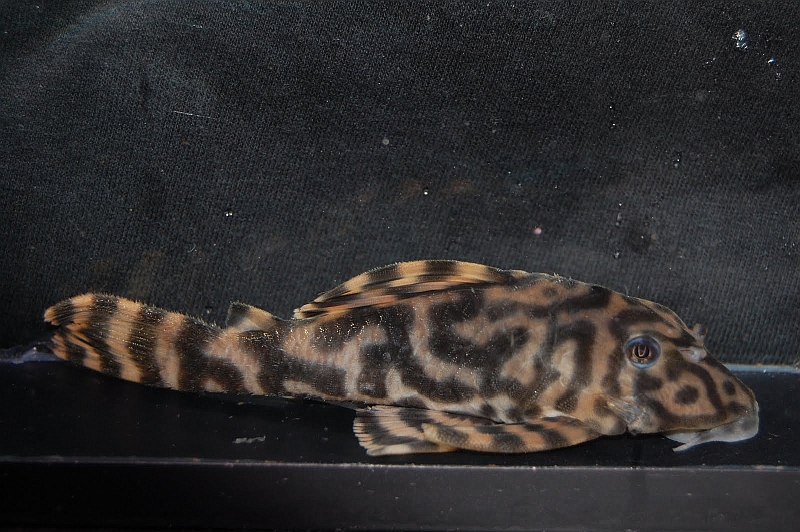 Adult individual from the UK aquarium trade.