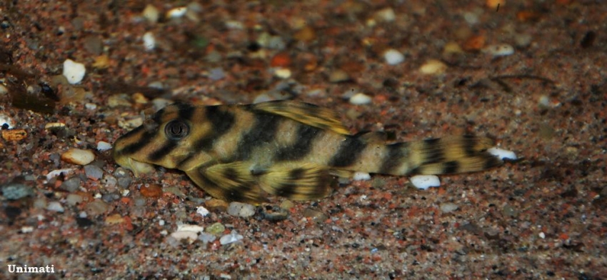 Young specimen from the Danish aquarium trade.