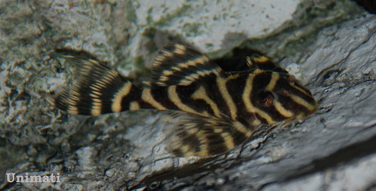 Juvenile specimen from the Danish aquarium trade.