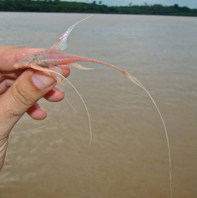 Female specimen.