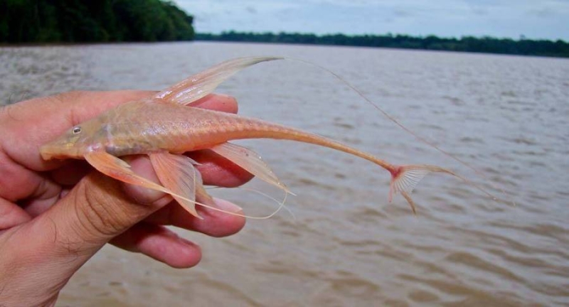 Adult male specimen.