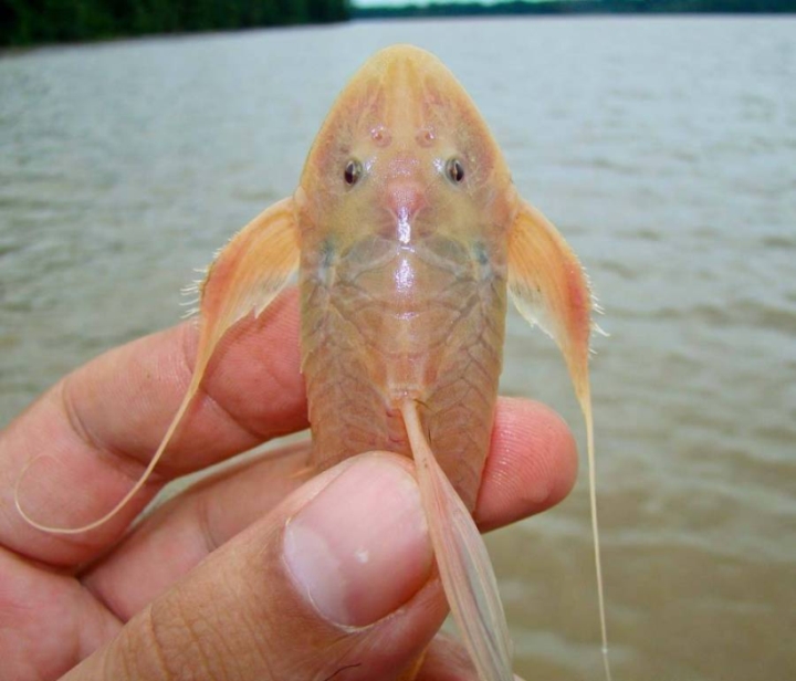 Dorsal view of adult male.