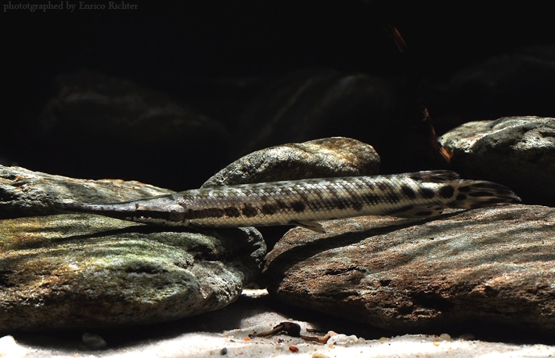 Subadult individual.