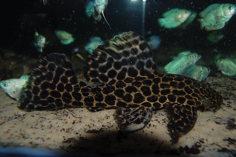 Juvenile specimen from the rio Uruguay.