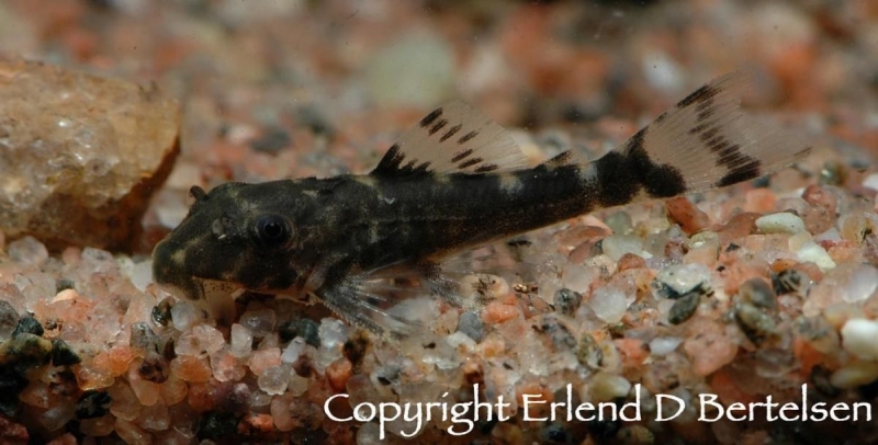 Aquarium-bred juvenile measuring ~ 10 mm TL.