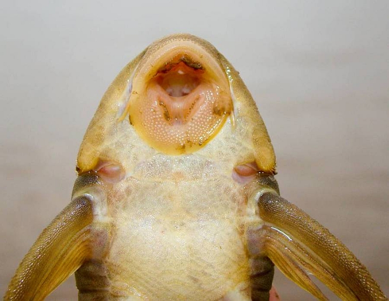 Ventral view of head and anterior portion of body.