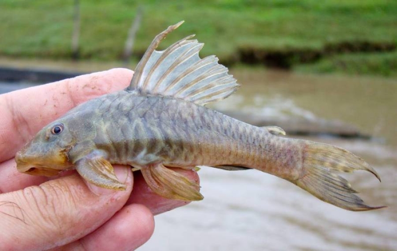 Freshly-collected wild specimen.
