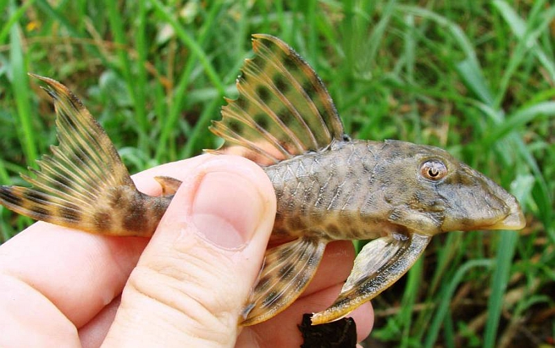 Freshly-collected wild specimen.