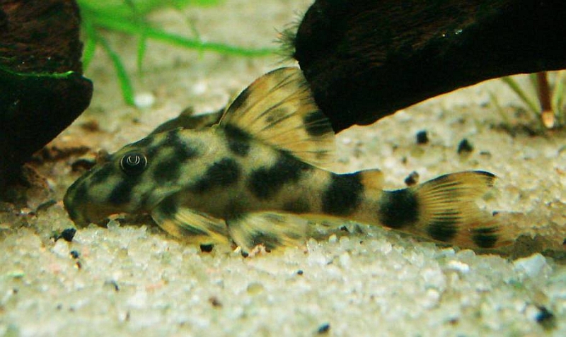 Subadult individual.