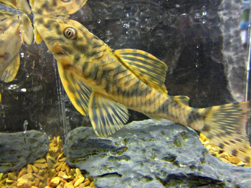 Specimen from the Norwegian aquarium trade.