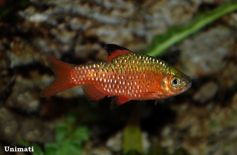 Adult male of the ornamental 'neon' strain.