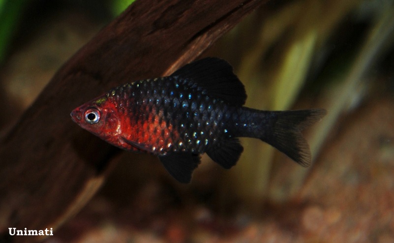 Nuptial male from the Danish aquarium trade.