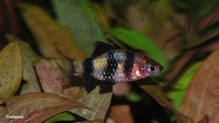 Young female from the Danish aquarium trade.