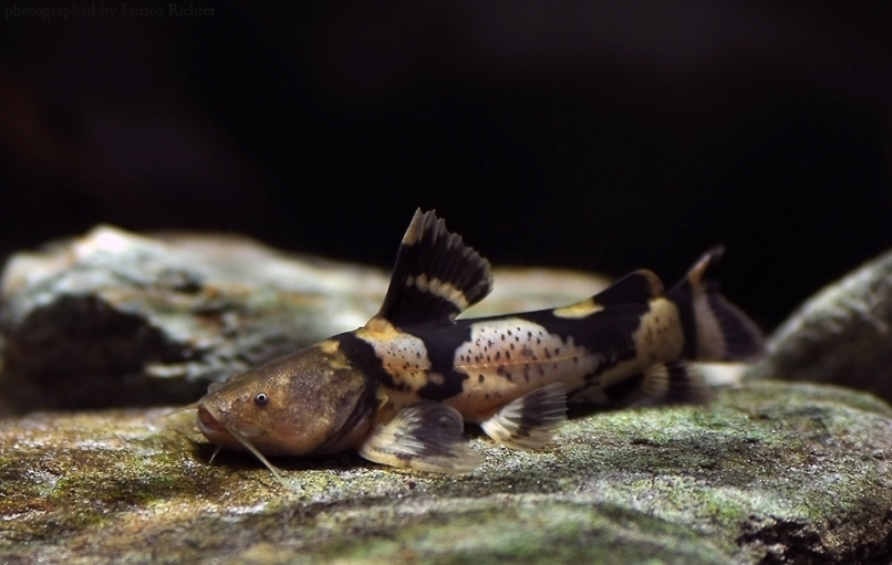 Subadult from the German aquarium trade measuring around 80 mm TL.