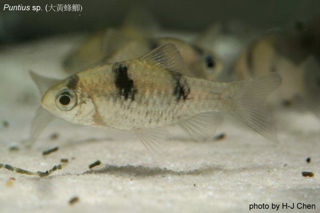 It has been widely misidentified as the congener P. tiantian.
