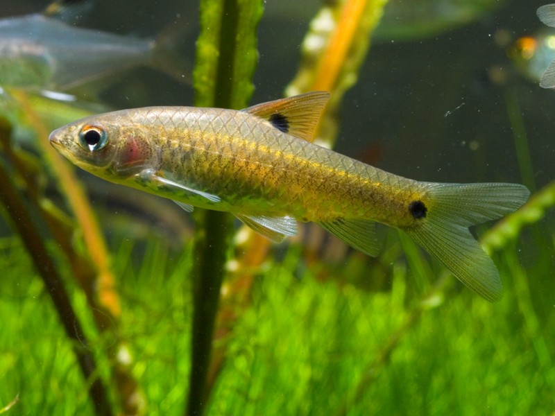 Adult female.