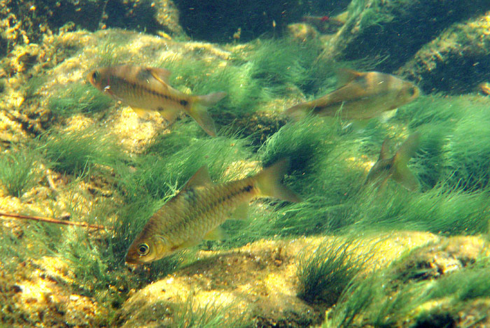 Wild specimens in their natural habitat, Ranong province, southern Thailand.