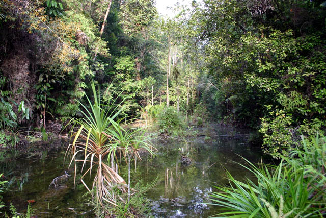 Habitat in Sarawak state, Malaysia, Borneo.