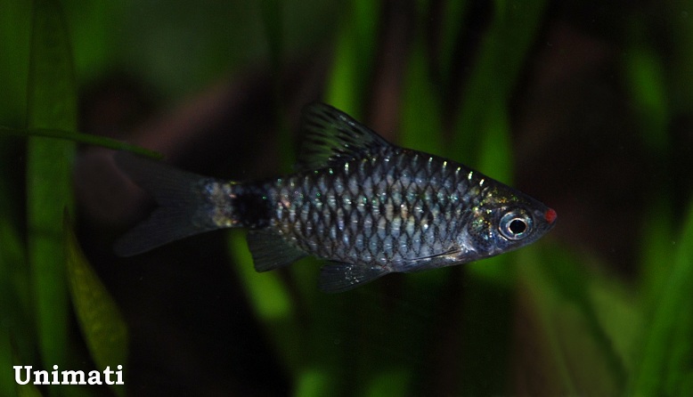Adult male specimen.