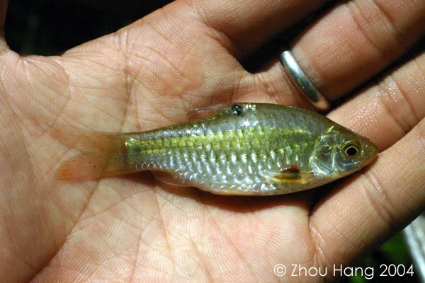 Specimen from East Kalimantan province, Indonesia, Borneo.