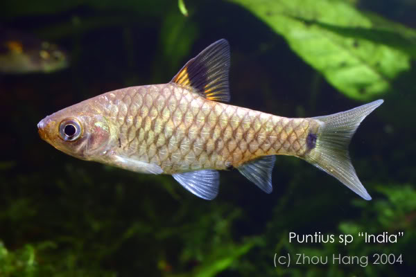 Specimen from the Singapore aquarium trade.