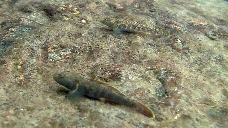 Adult pair of the pale dorsal form; female upper.