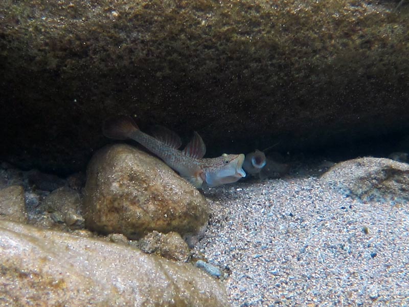 Adult males fighting to establish dominance.
