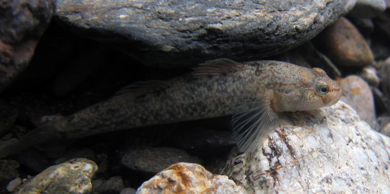 Adult female.