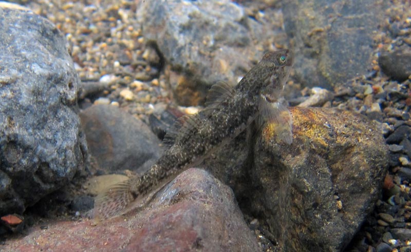 Adult female.