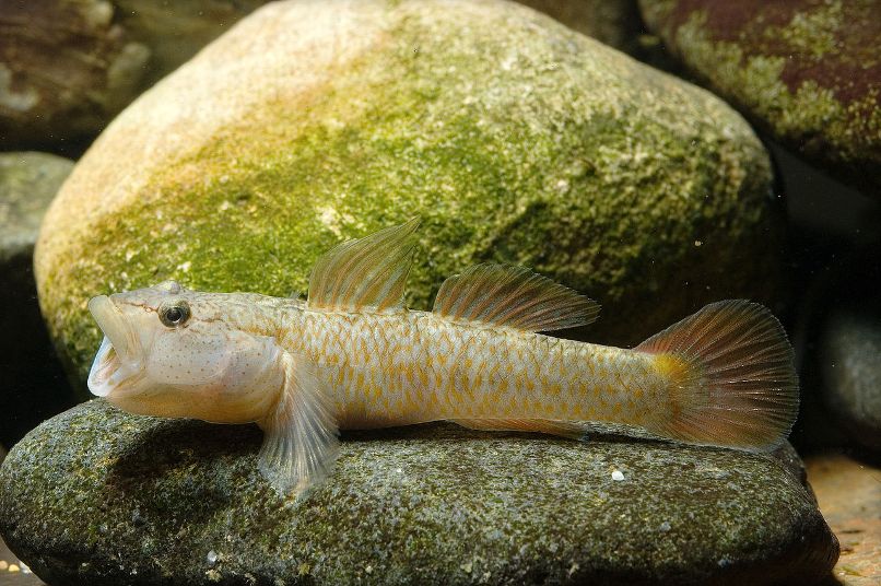 Adult male specimen of the 'pale dorsal' form (see 'Notes') from Shizuoka prefecture, Japan.